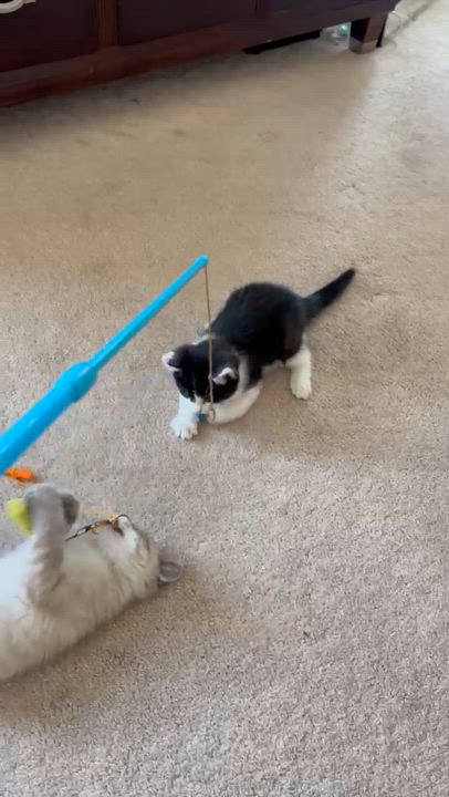 Enlarge Tofu and Miso, a ADOPTABLE American Shorthair in Wadsworth, IL video 6/6