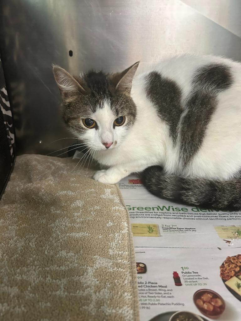 Itty Bitty - Available in Foster, Adoptable, Adult Female Domestic Short Hair.