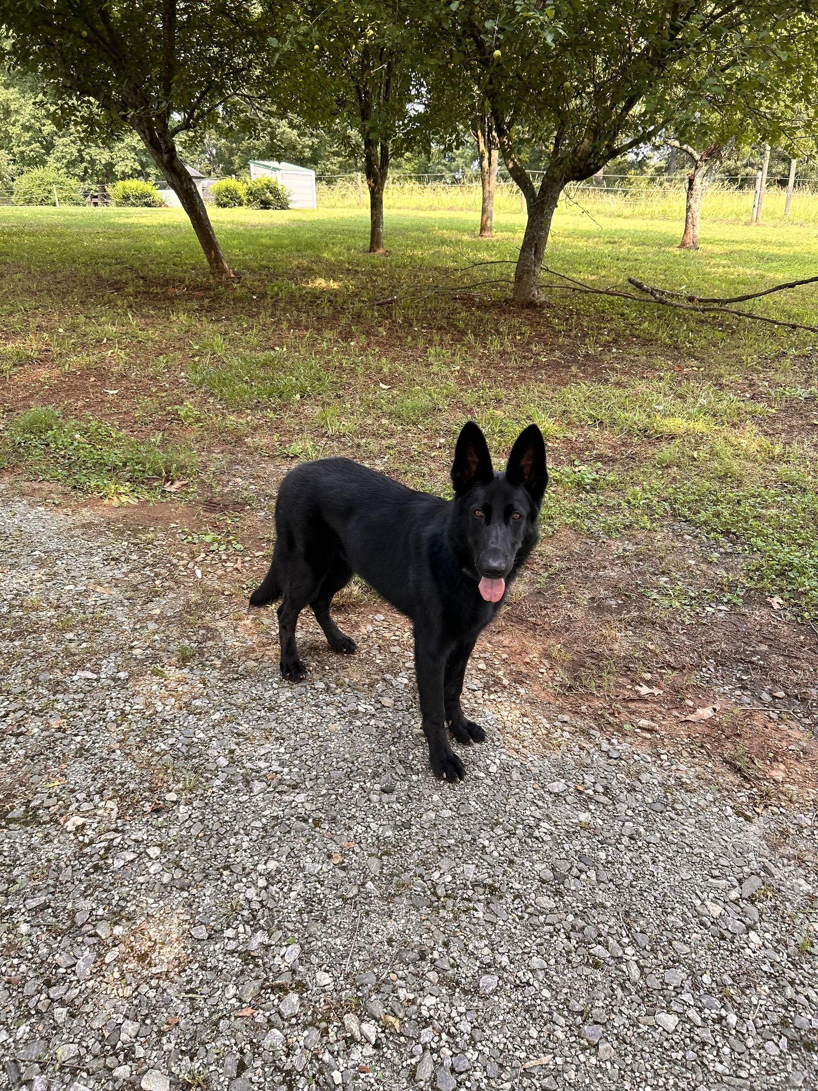 Enlarge Cleo, a Adopted German Shepherd Dog in Palm Harbor, FL image 1/1