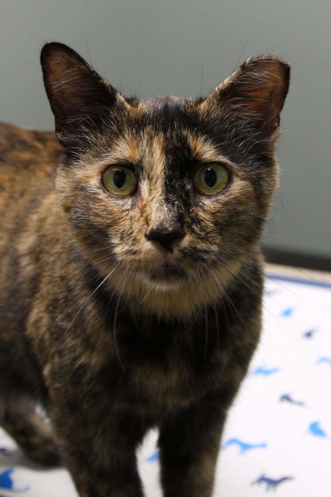 Enlarge Alice, a Adopted Domestic Short Hair in Jackson, MI image 1/1