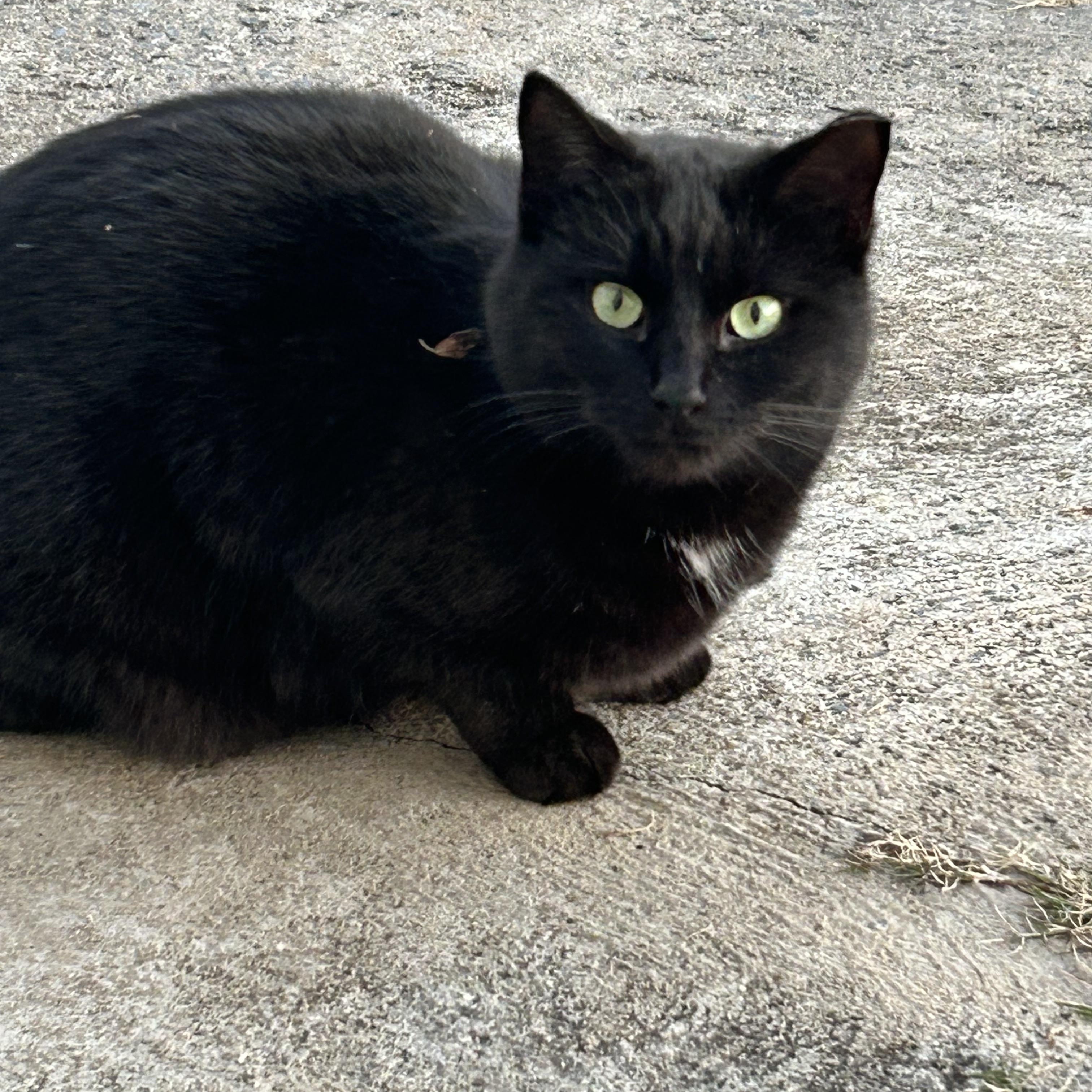 Enlarge Suki Grace, a ADOPTABLE Domestic Short Hair in Belmont, NC image 1/2