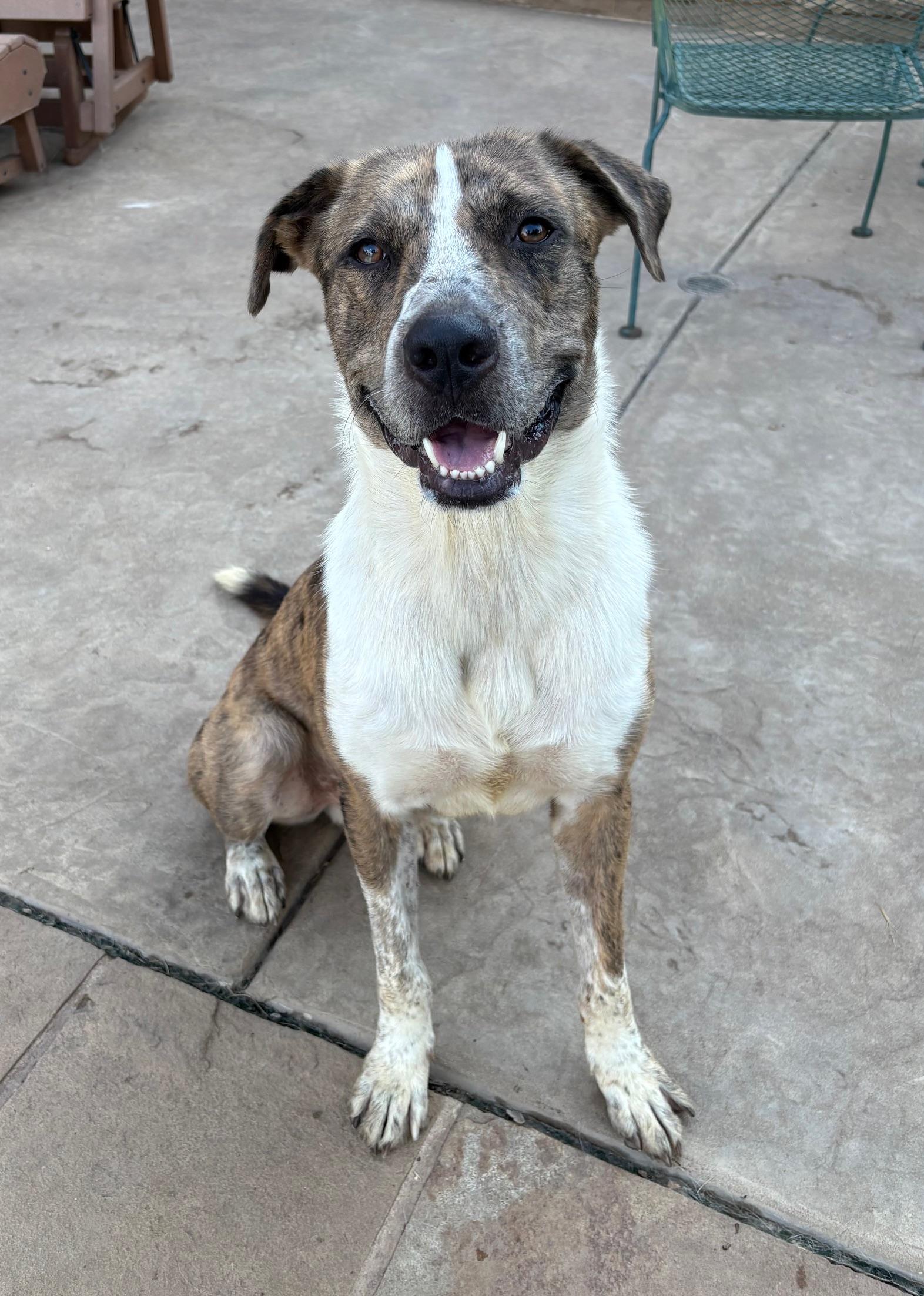 Enlarge Chance, a Adoptable mixed breed in RIDGEFIELD, NJ image 3/5