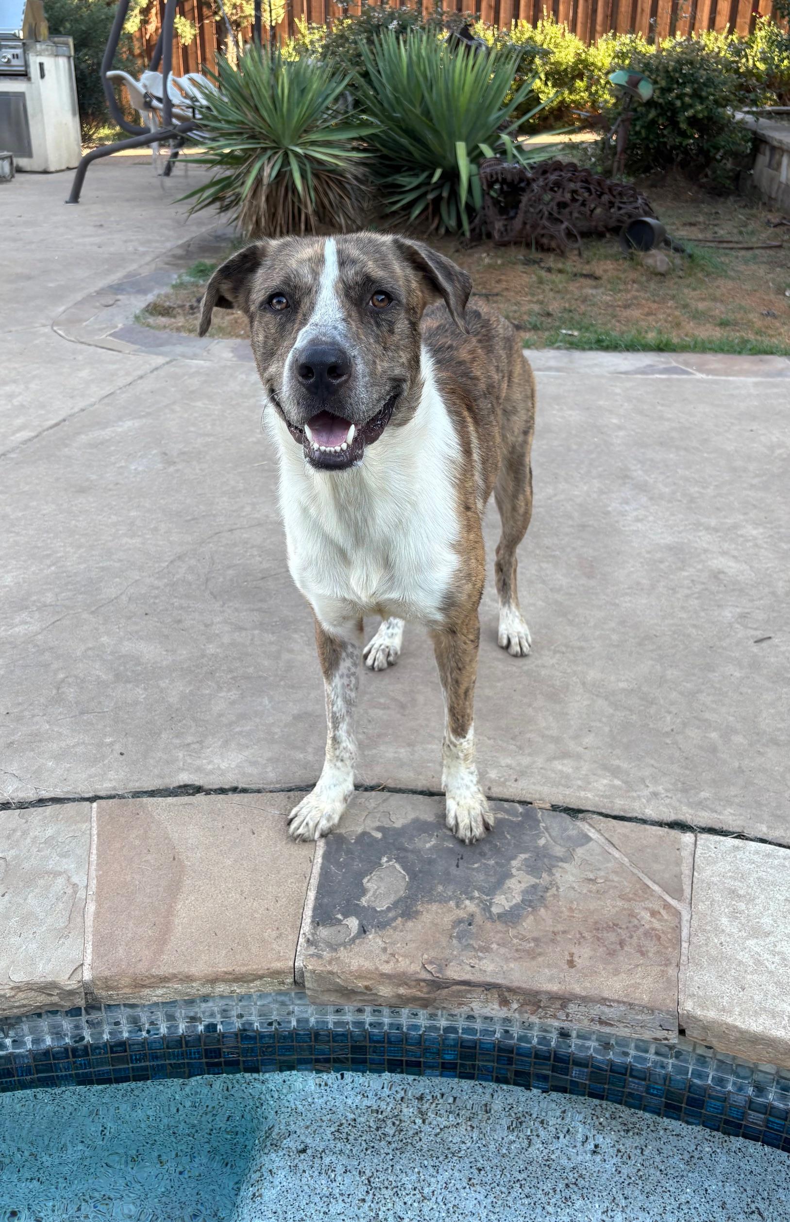 Enlarge Chance, a Adoptable mixed breed in RIDGEFIELD, NJ image 2/5