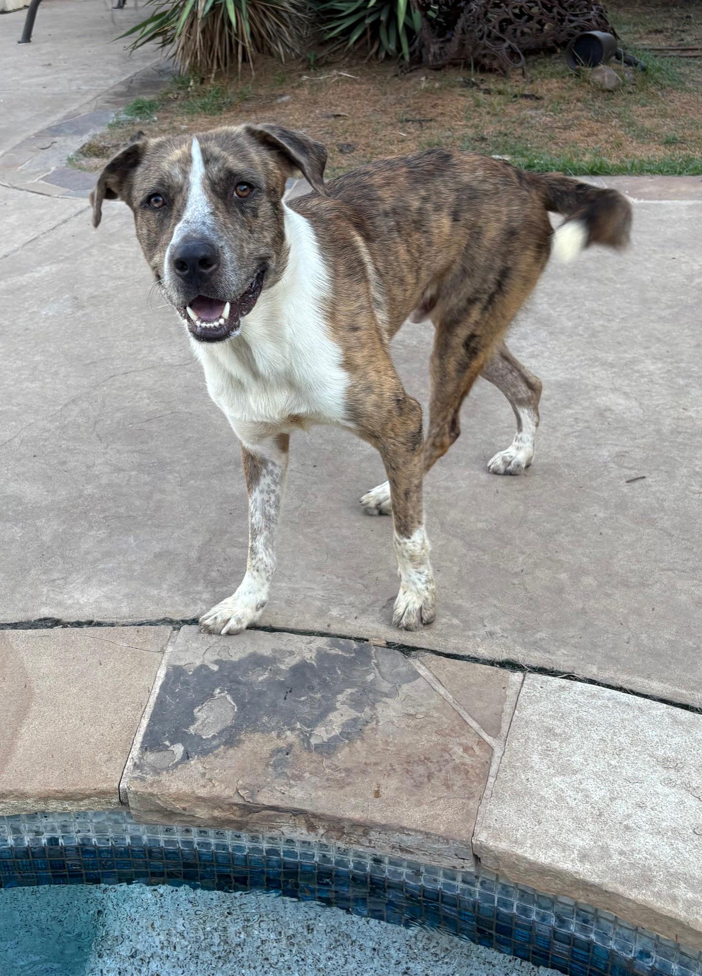 Enlarge Chance, a Adoptable mixed breed in RIDGEFIELD, NJ image 4/5