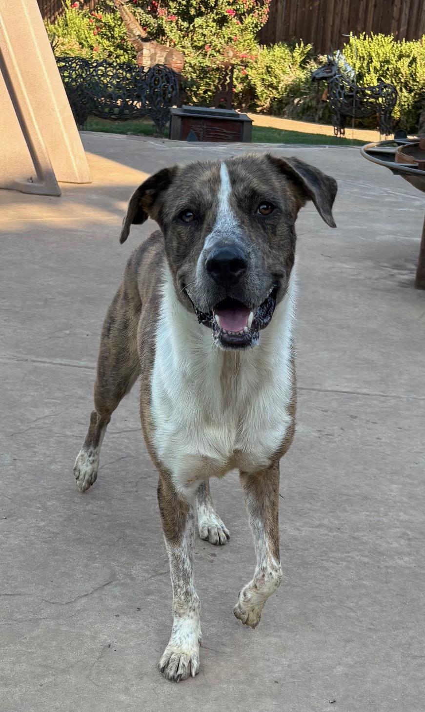Chance, Adoptable, Adult Male Catahoula Leopard Dog.