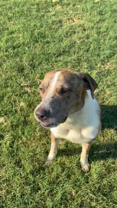 Enlarge Chance, a Adoptable mixed breed in RIDGEFIELD, NJ video 5/5