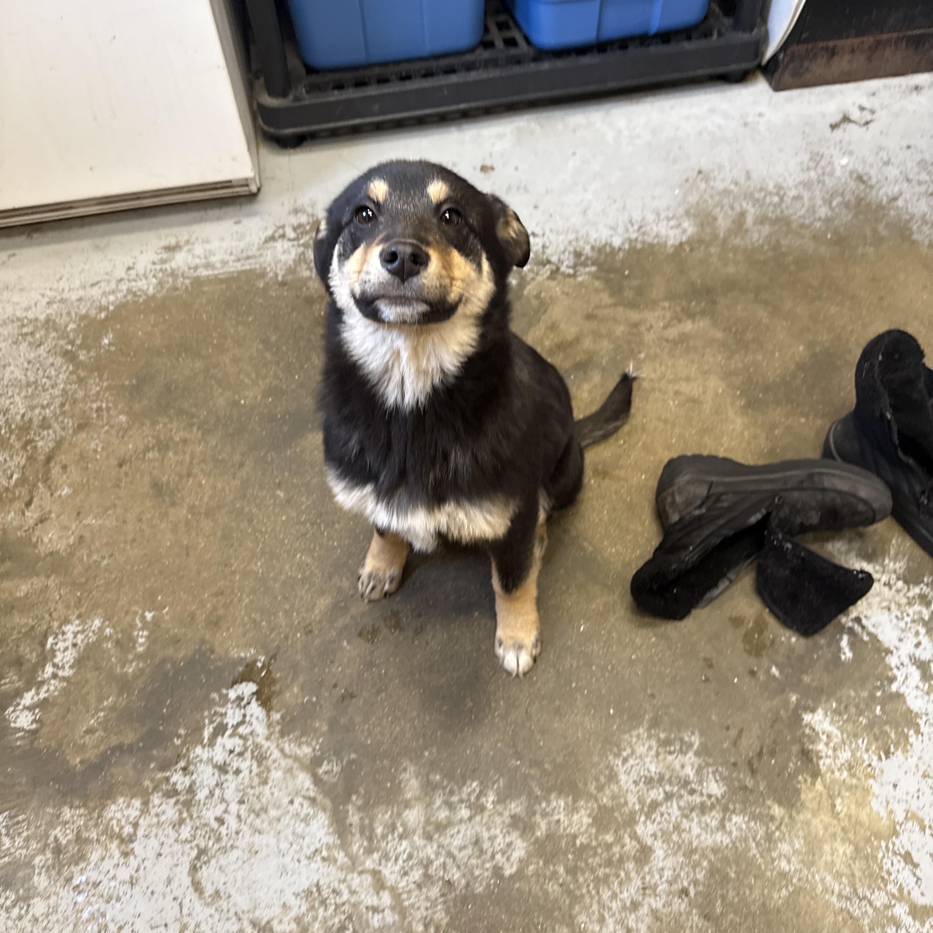 Sulby, a Adoptable mixed breed in Meadow Lake, SK image 2/5