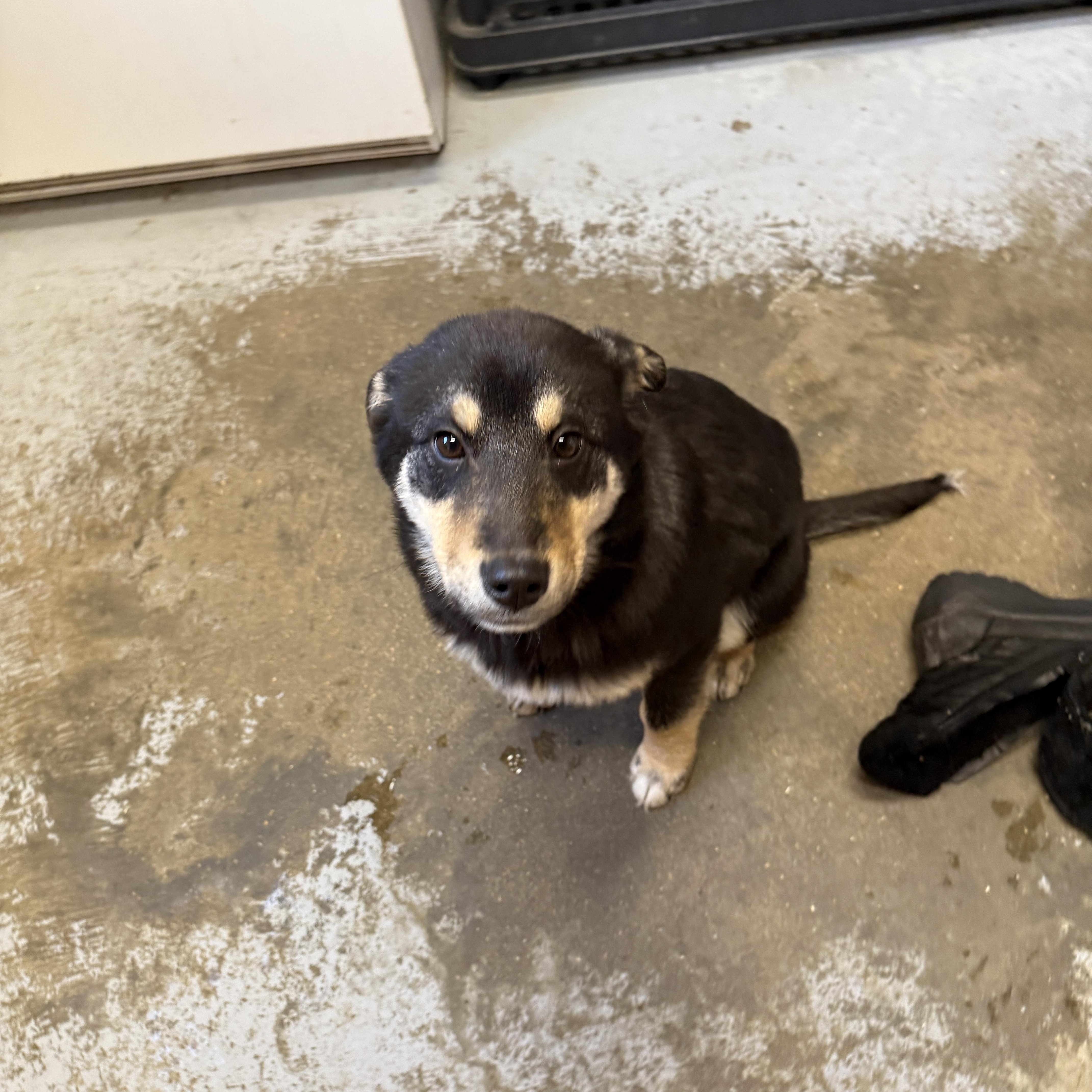 Sulby, a Adoptable mixed breed in Meadow Lake, SK image 3/5