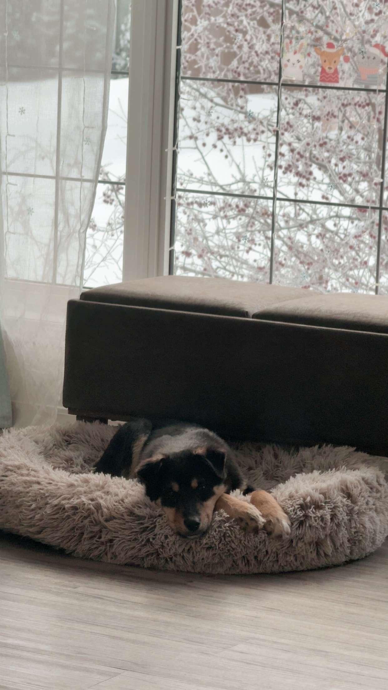 Sulby, a Adoptable mixed breed in Meadow Lake, SK image 1/5