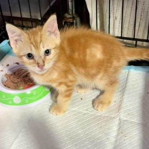 Berlioz, Adoptable, Kitten Male Domestic Short Hair.