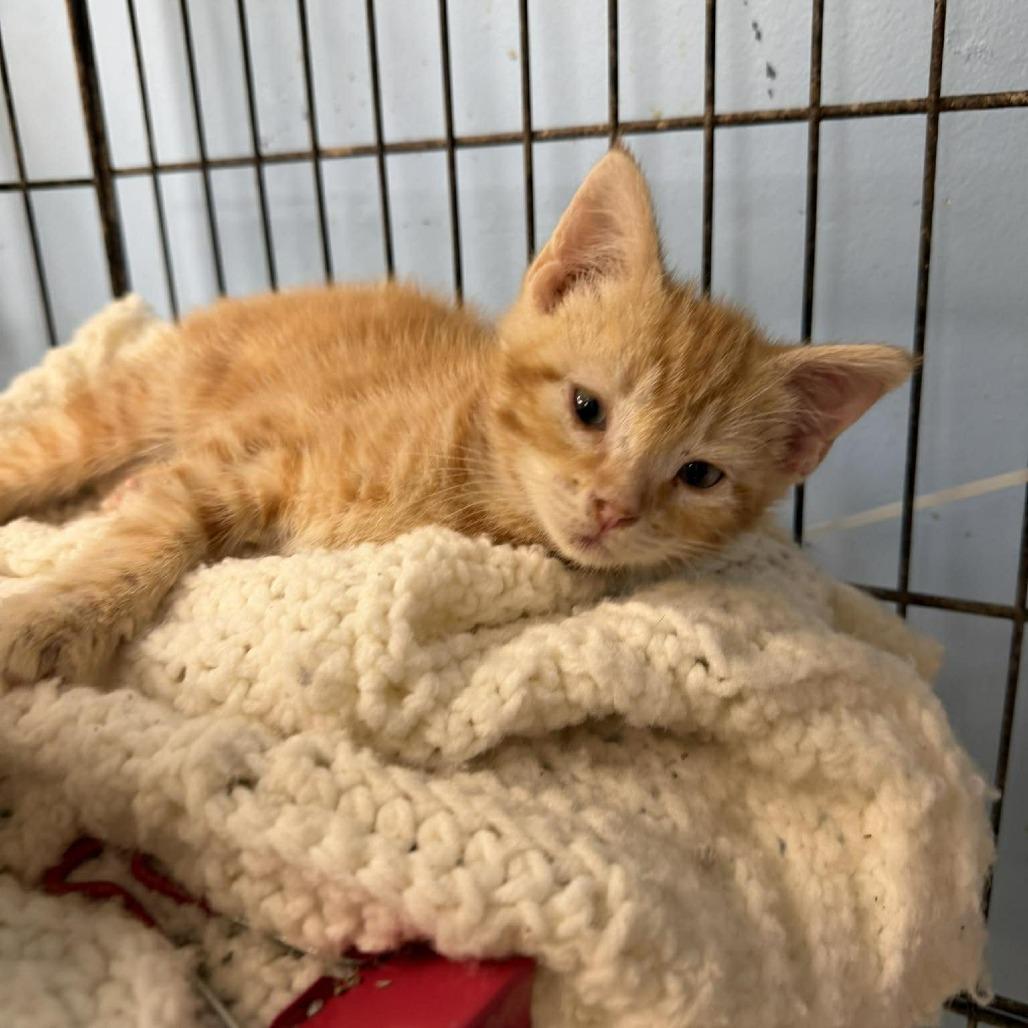 Berlioz, a Adoptable mixed breed in Amarillo, TX image 2/6