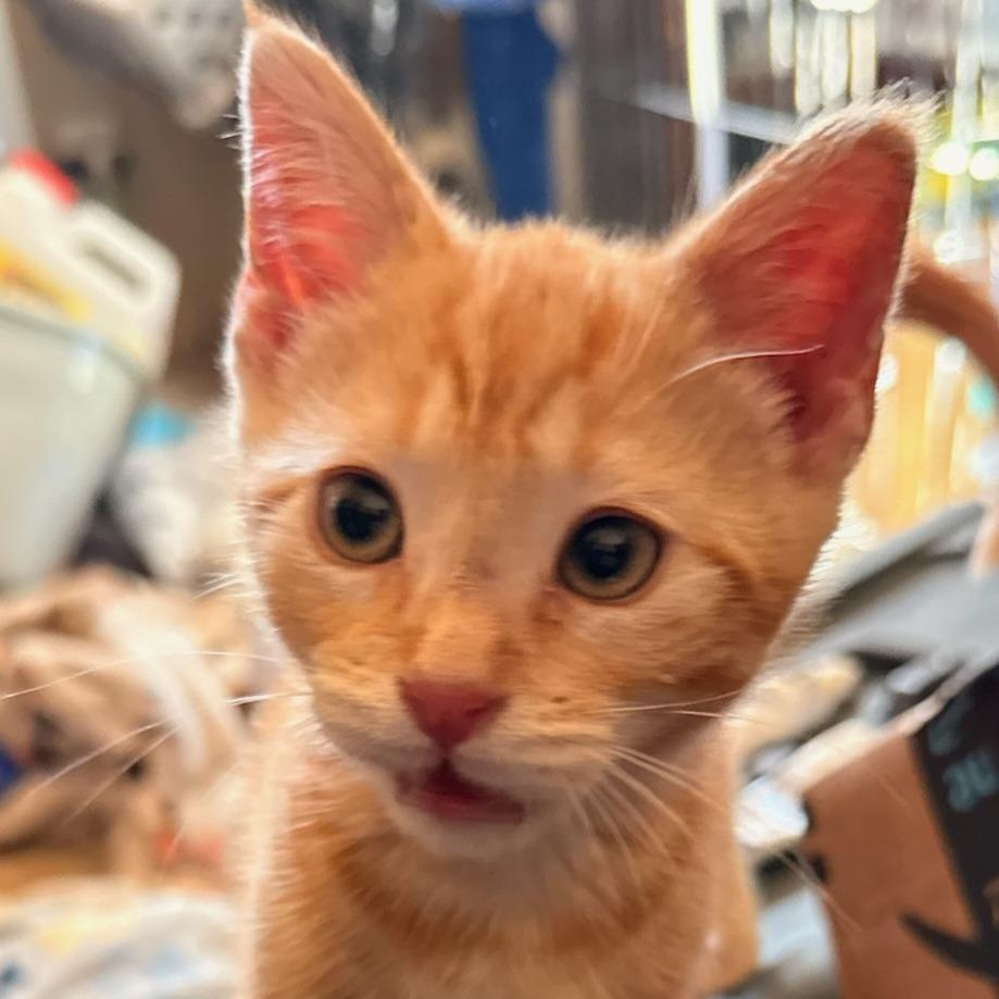 Berlioz, a Adoptable mixed breed in Amarillo, TX image 3/6