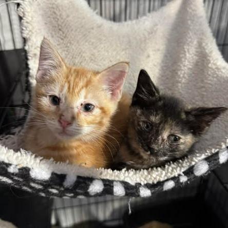 Berlioz, a Adoptable mixed breed in Amarillo, TX image 4/6