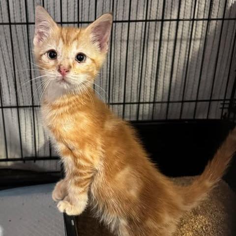 Berlioz, a Adoptable mixed breed in Amarillo, TX image 5/6