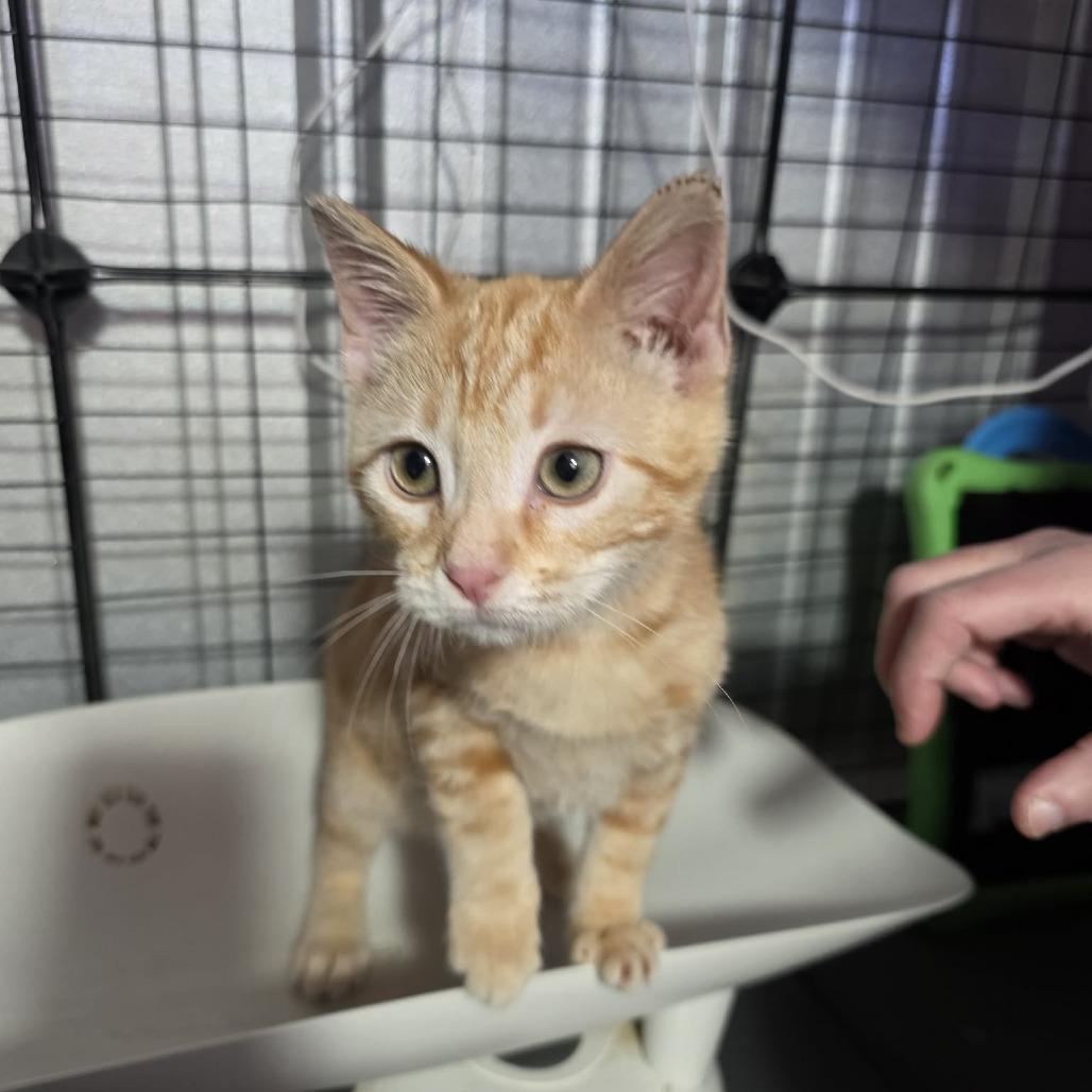 Berlioz, a Adoptable mixed breed in Amarillo, TX image 6/6