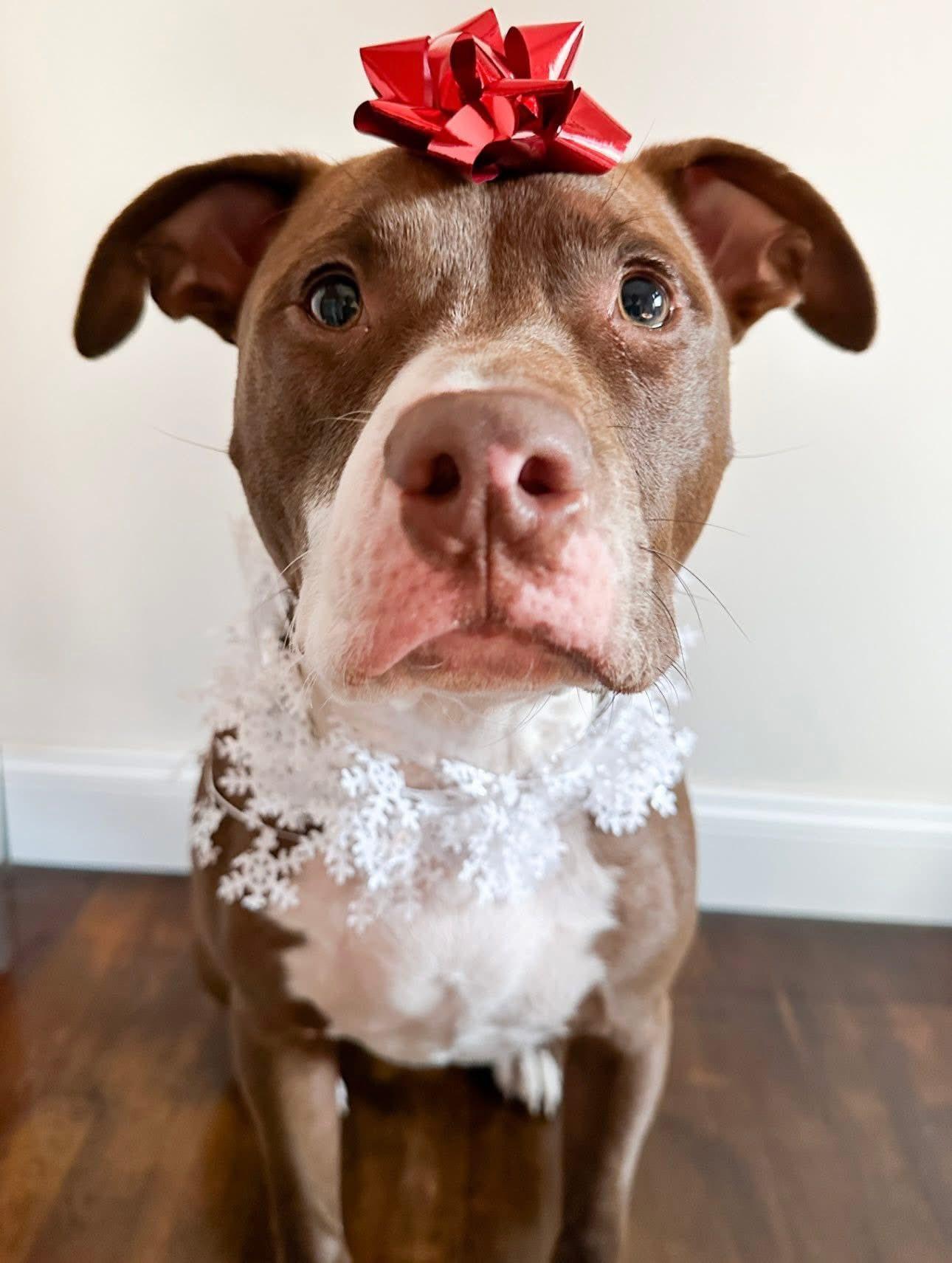 Enlarge Axel, a Adoptable American Staffordshire Terrier in St. Clair Shores, MI image 1/5