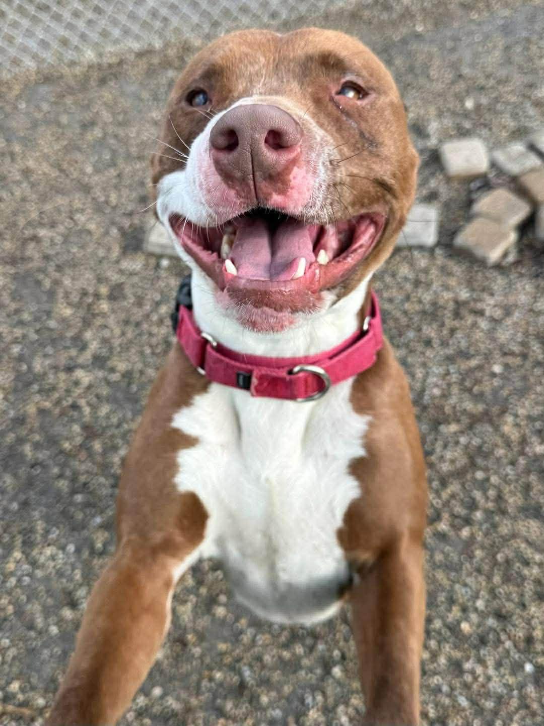 Enlarge Axel, a Adoptable American Staffordshire Terrier in St. Clair Shores, MI image 2/5