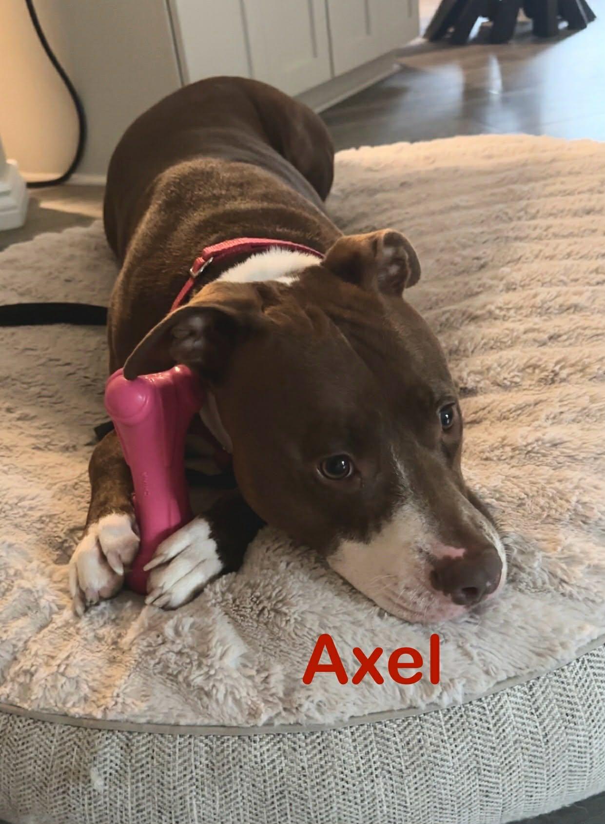 Enlarge Axel, a Adoptable American Staffordshire Terrier in St. Clair Shores, MI image 3/5