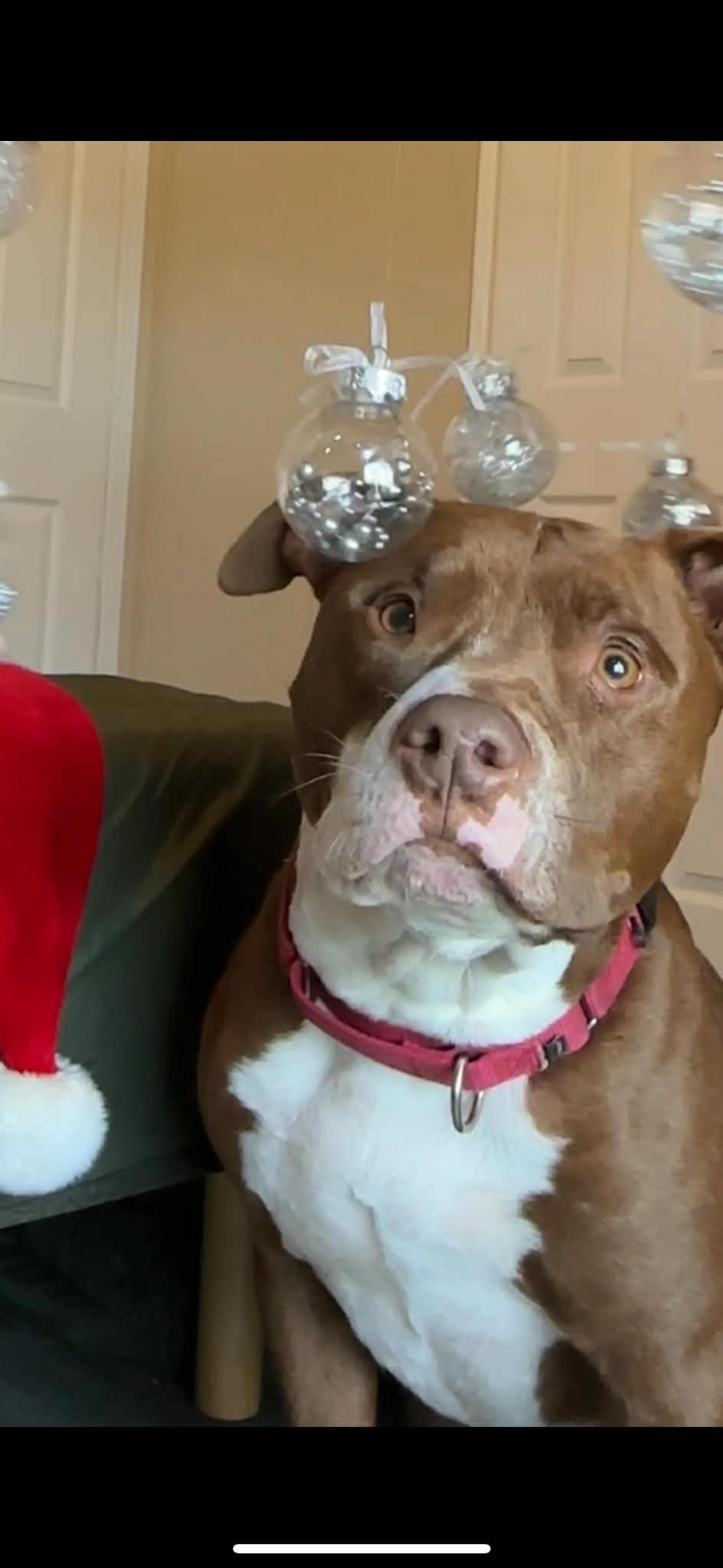 Enlarge Axel, a Adoptable American Staffordshire Terrier in St. Clair Shores, MI image 4/5