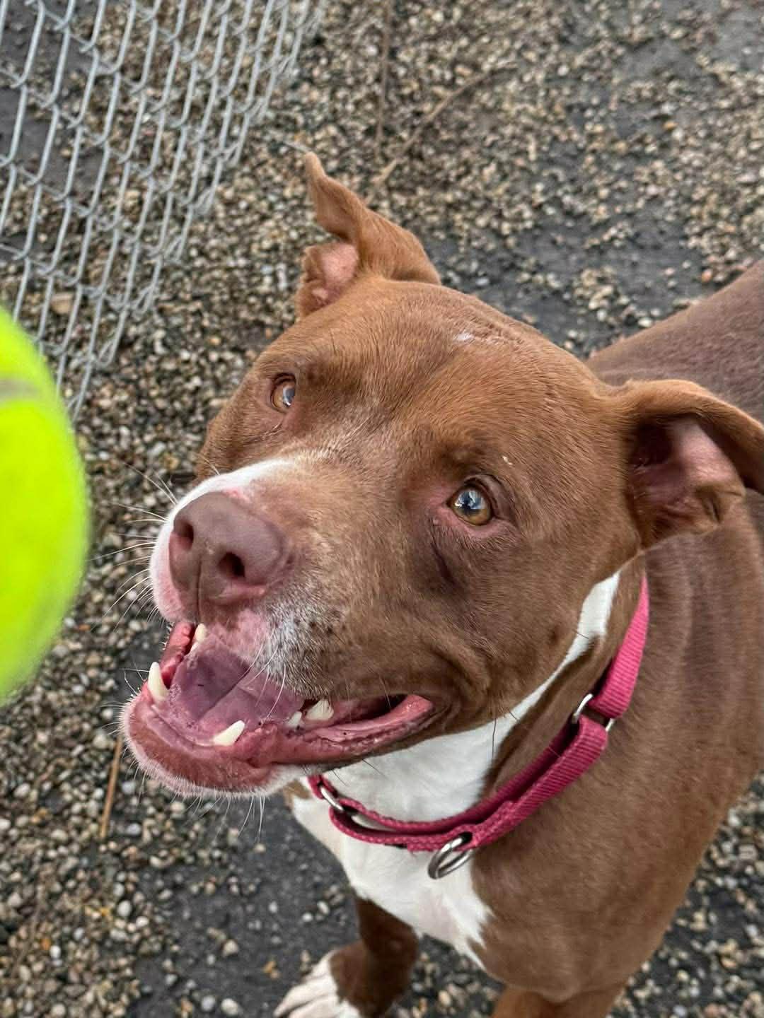 Enlarge Axel, a Adoptable American Staffordshire Terrier in St. Clair Shores, MI image 5/5