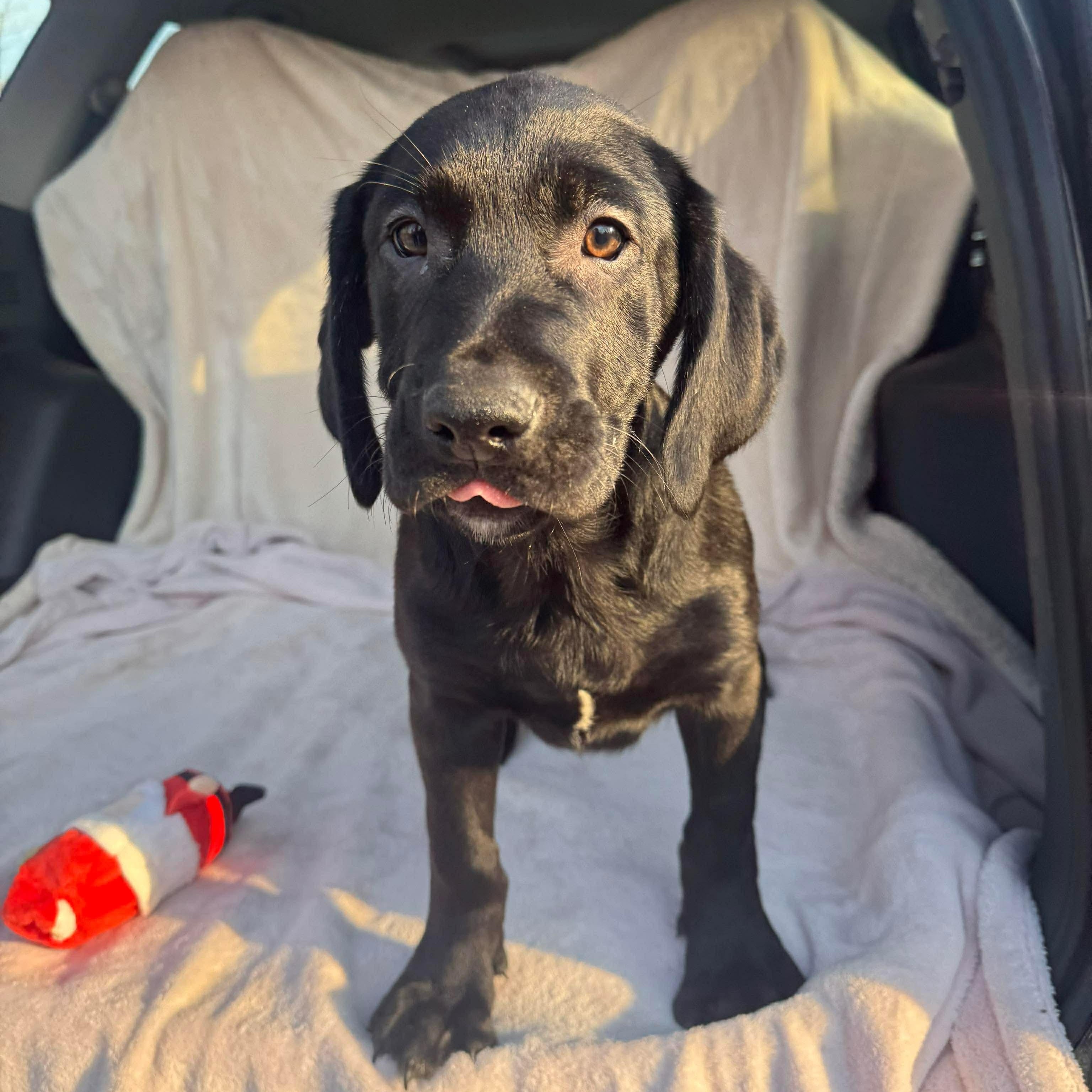 Atlas, an adopted mixed breed in Jay, NY image 6/6