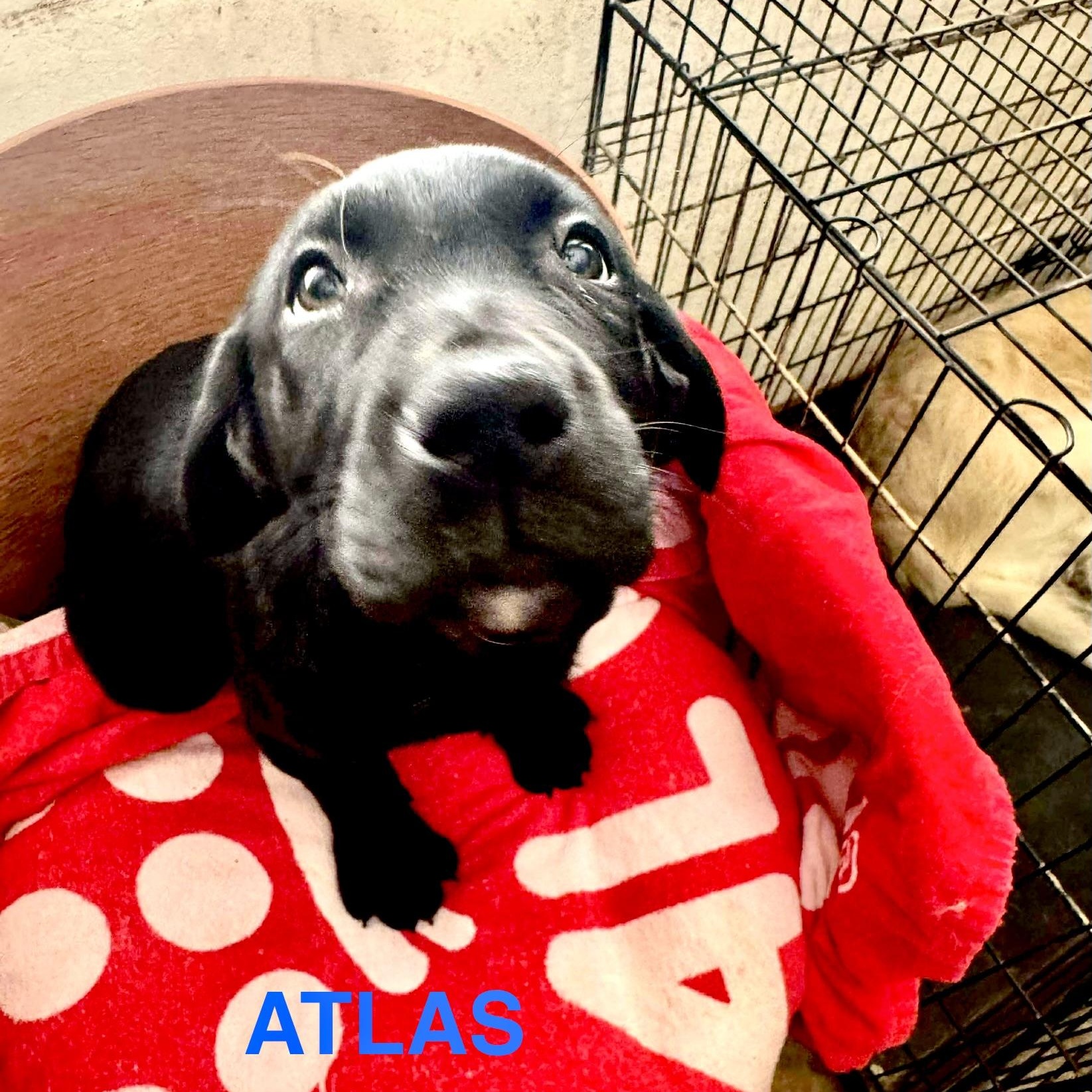 Atlas, an adopted mixed breed in Jay, NY image 2/6