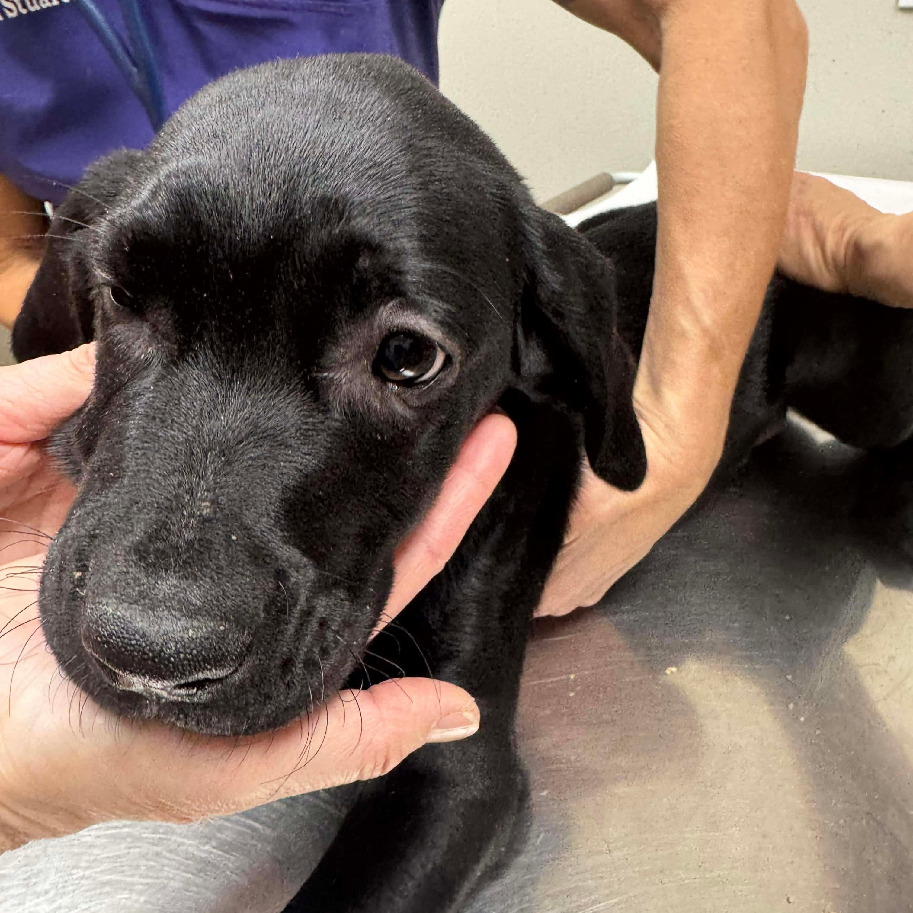 Atlas, an adopted mixed breed in Jay, NY image 5/6