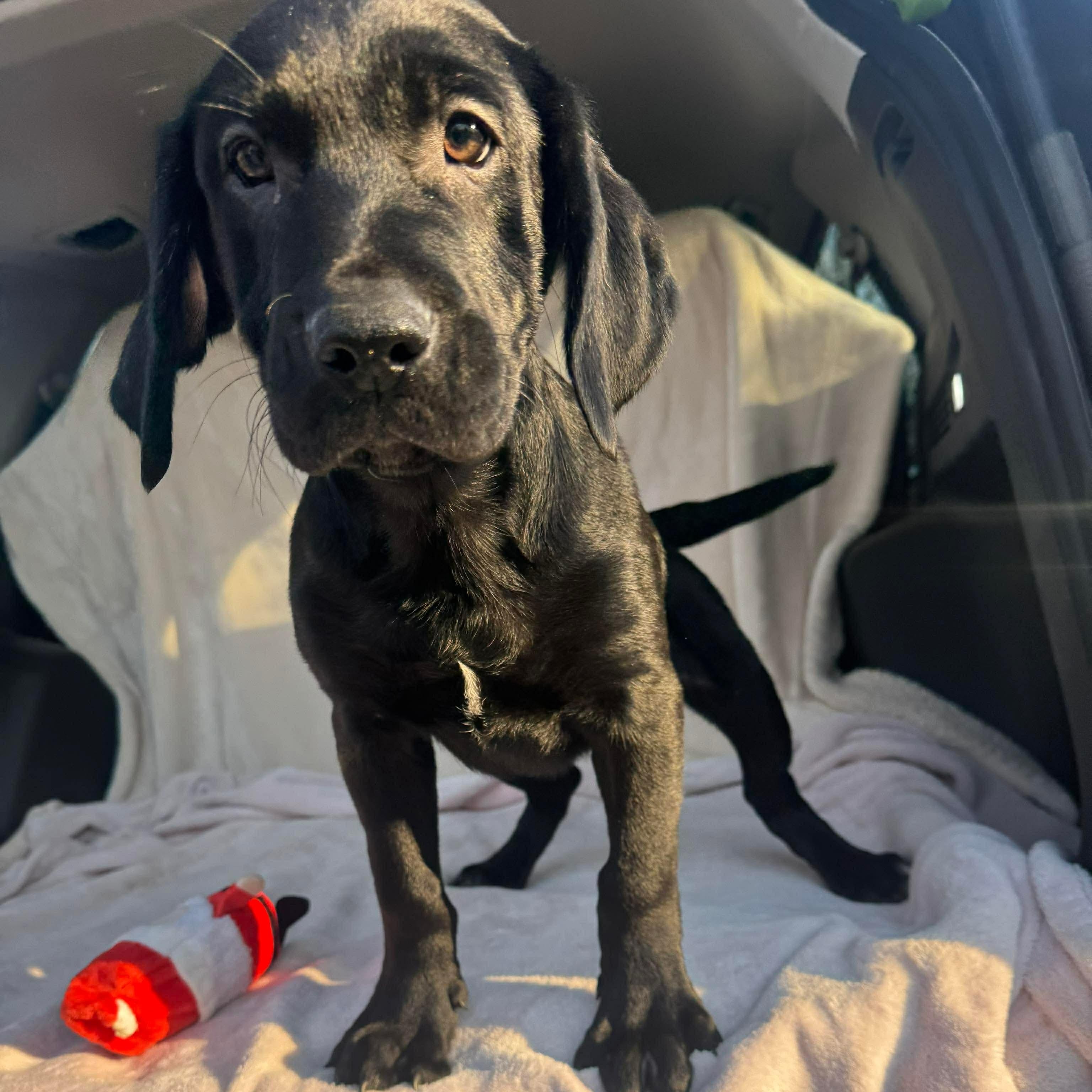 Atlas, an adopted mixed breed in Jay, NY image 4/6