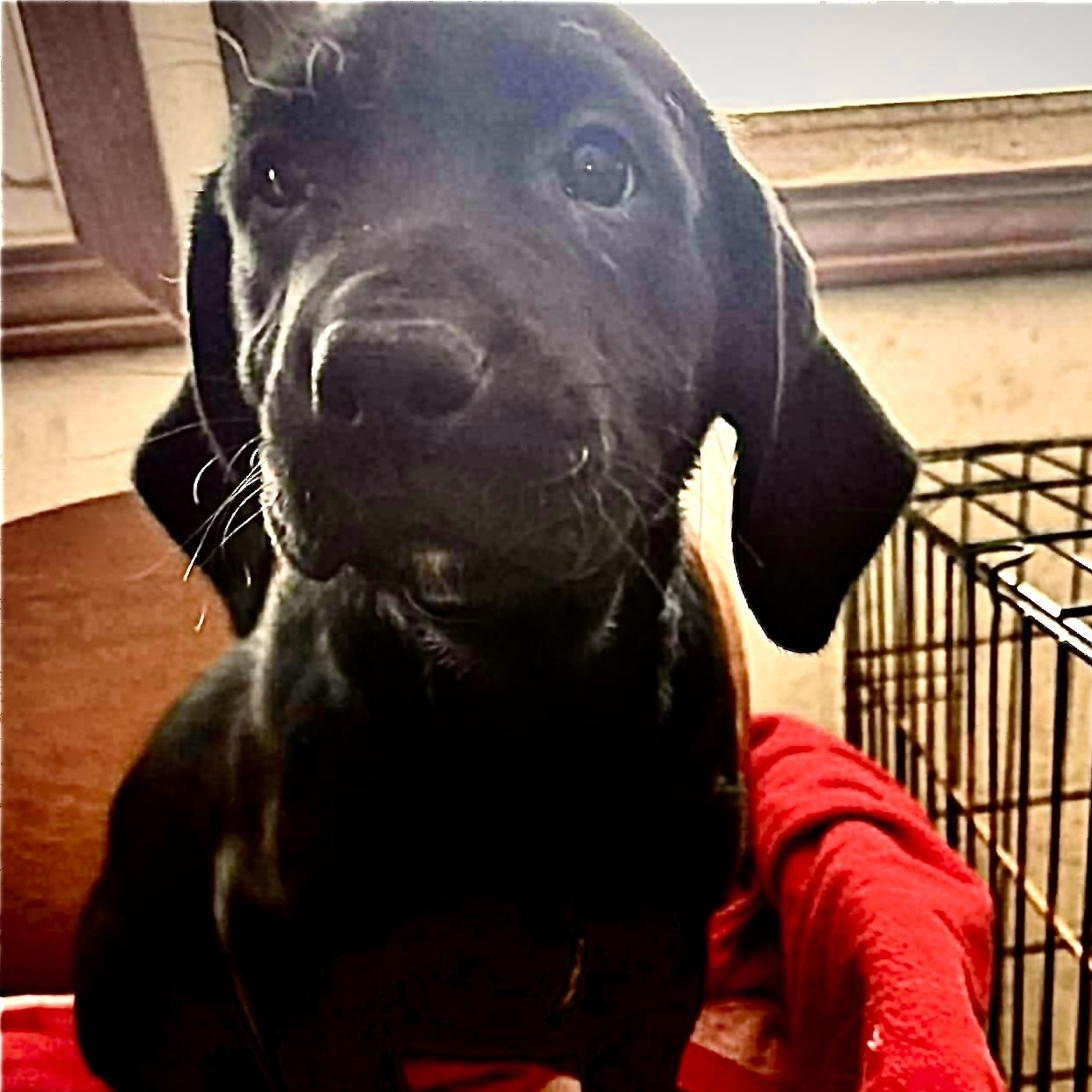 Atlas, adopted, Puppy Male Black Labrador Retriever.