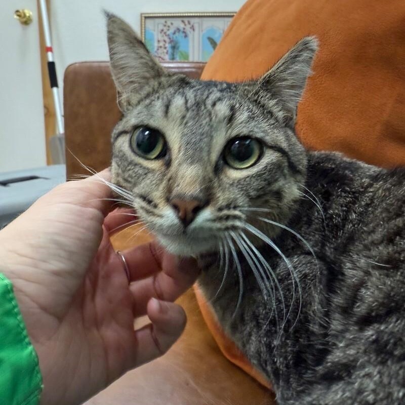 Jill Simpson — thumbnail 3