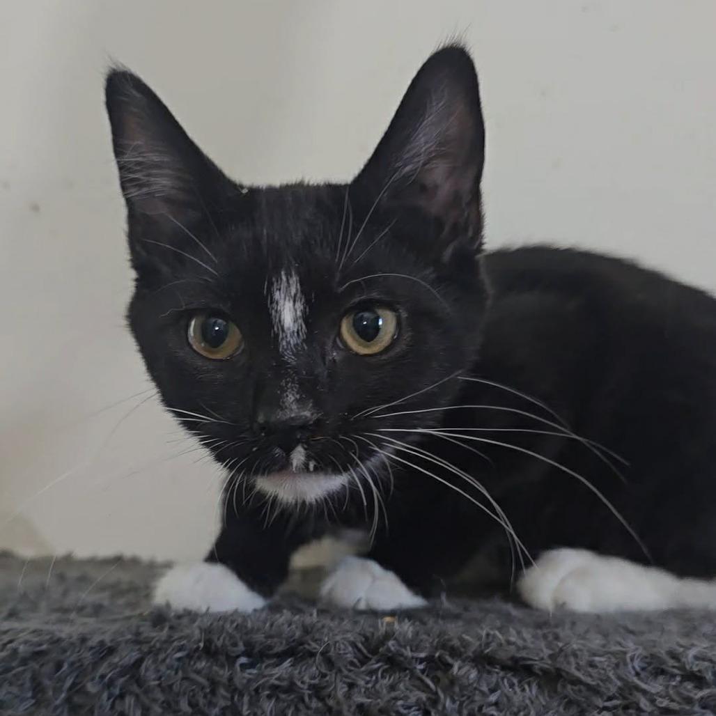 Agnes, Adoptable, Kitten Female Domestic Short Hair.