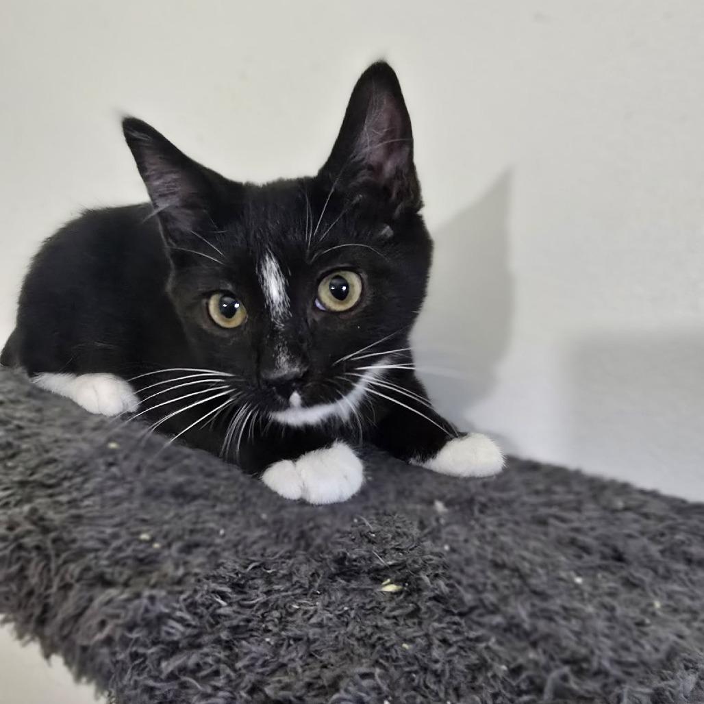Enlarge Agnes, a Adoptable Domestic Short Hair in Jarrettsville, MD image 2/6