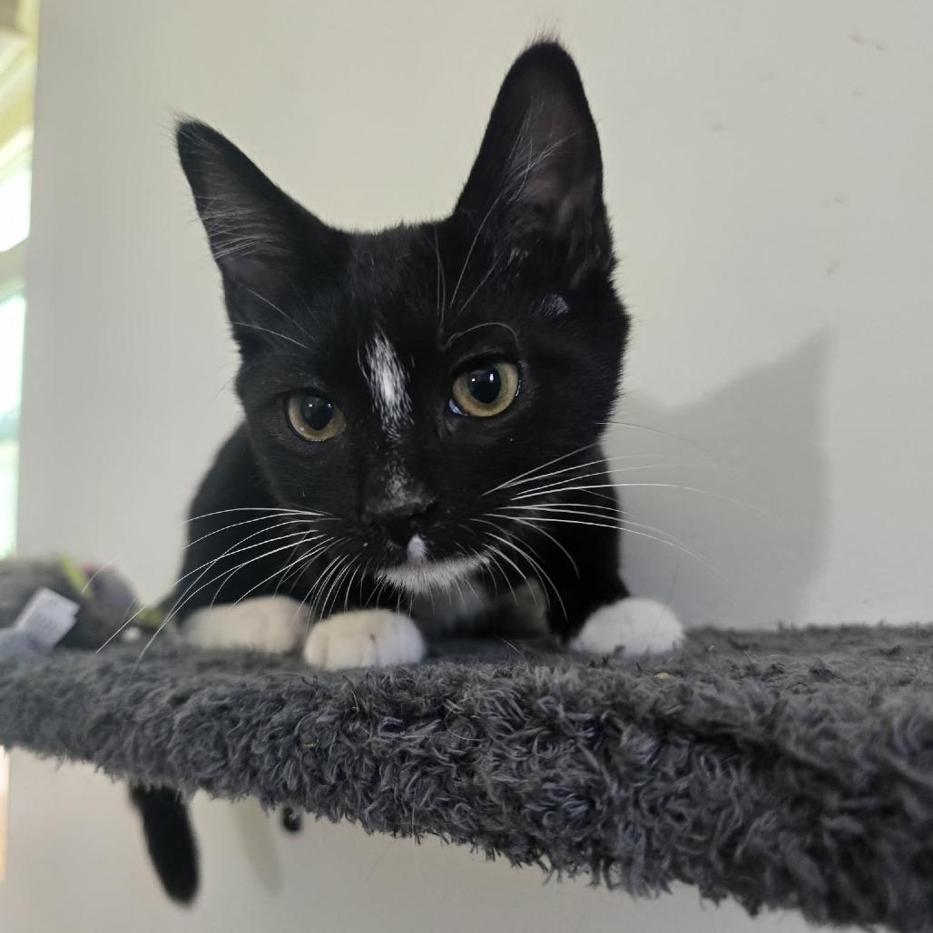 Enlarge Agnes, a Adoptable Domestic Short Hair in Jarrettsville, MD image 3/6