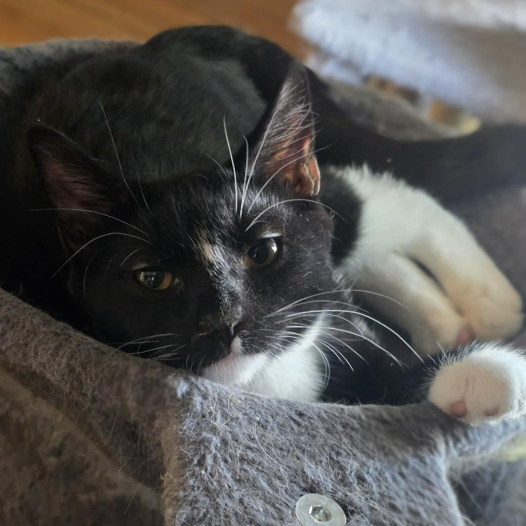Enlarge Agnes, a Adoptable Domestic Short Hair in Jarrettsville, MD image 4/6