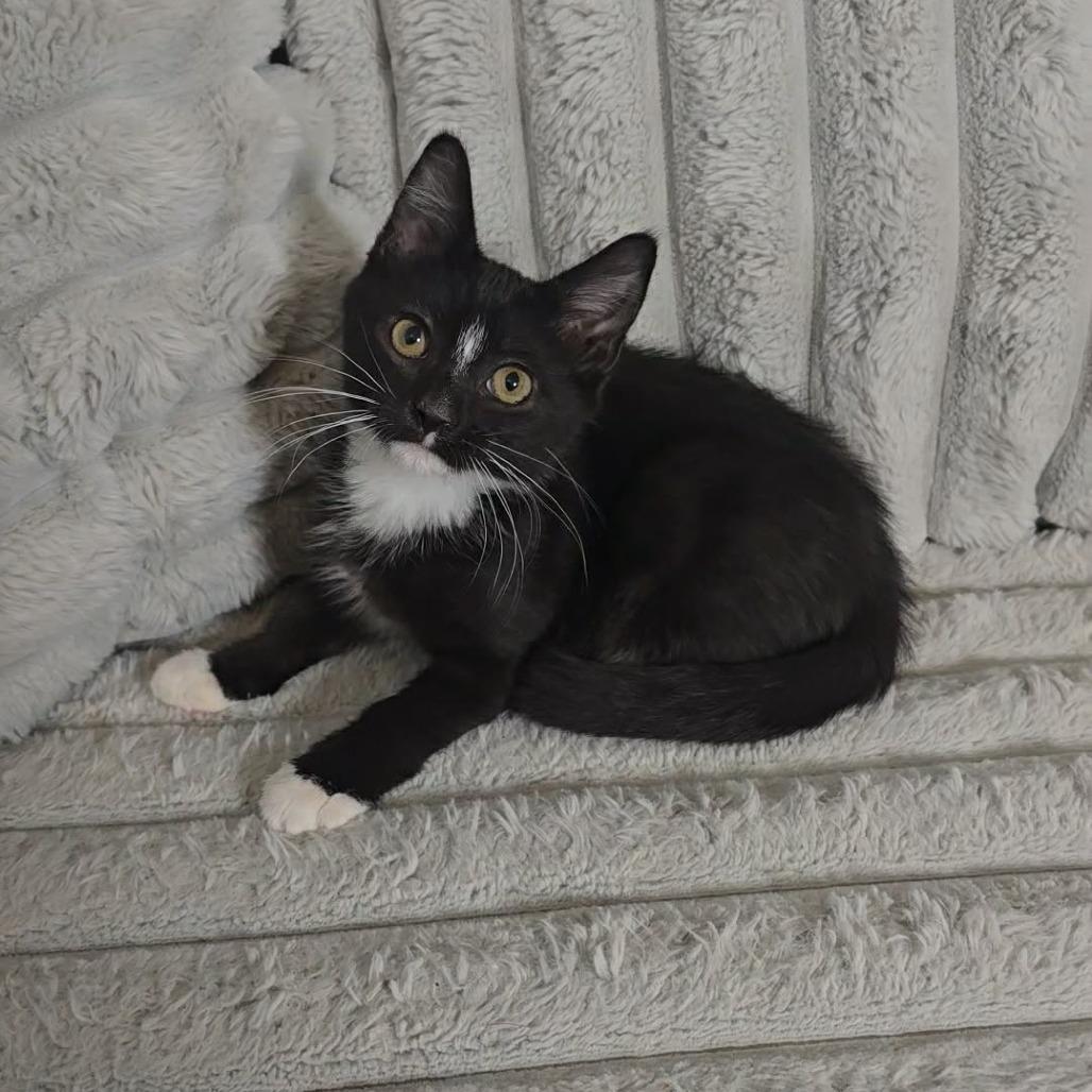 Enlarge Agnes, a Adoptable Domestic Short Hair in Jarrettsville, MD image 5/6