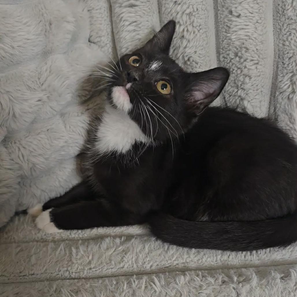 Enlarge Agnes, a Adoptable Domestic Short Hair in Jarrettsville, MD image 6/6