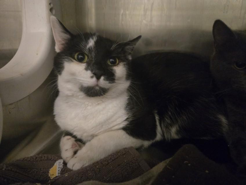 Enlarge MILKSHAKE, a Adoptable Domestic Short Hair in Hagerstown, MD image 1/1