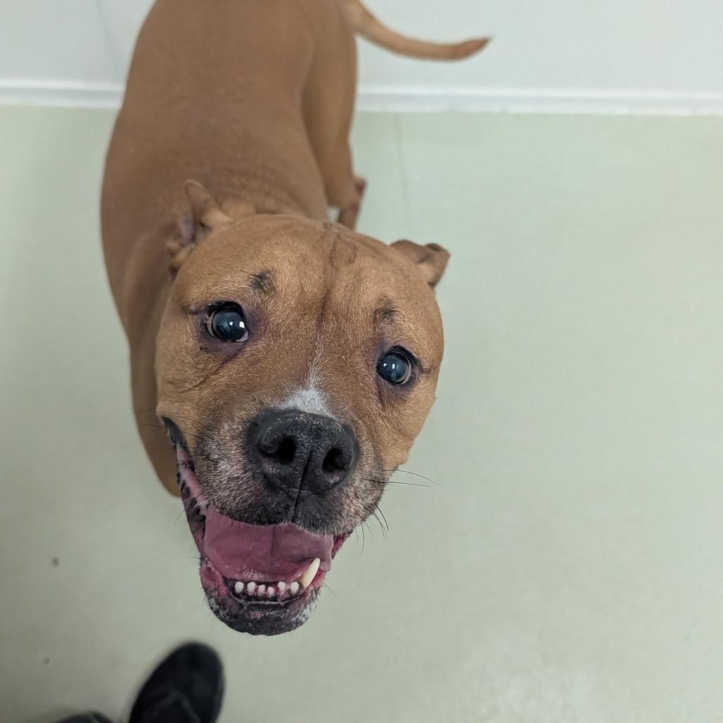 Margo, Adoptable, Senior Female Boxer.