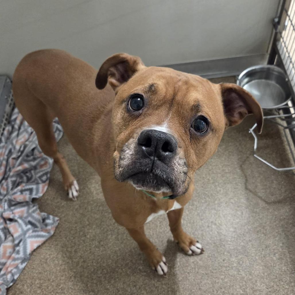 Enlarge Margo, a Adoptable Boxer in Ballston Spa, NY image 2/4