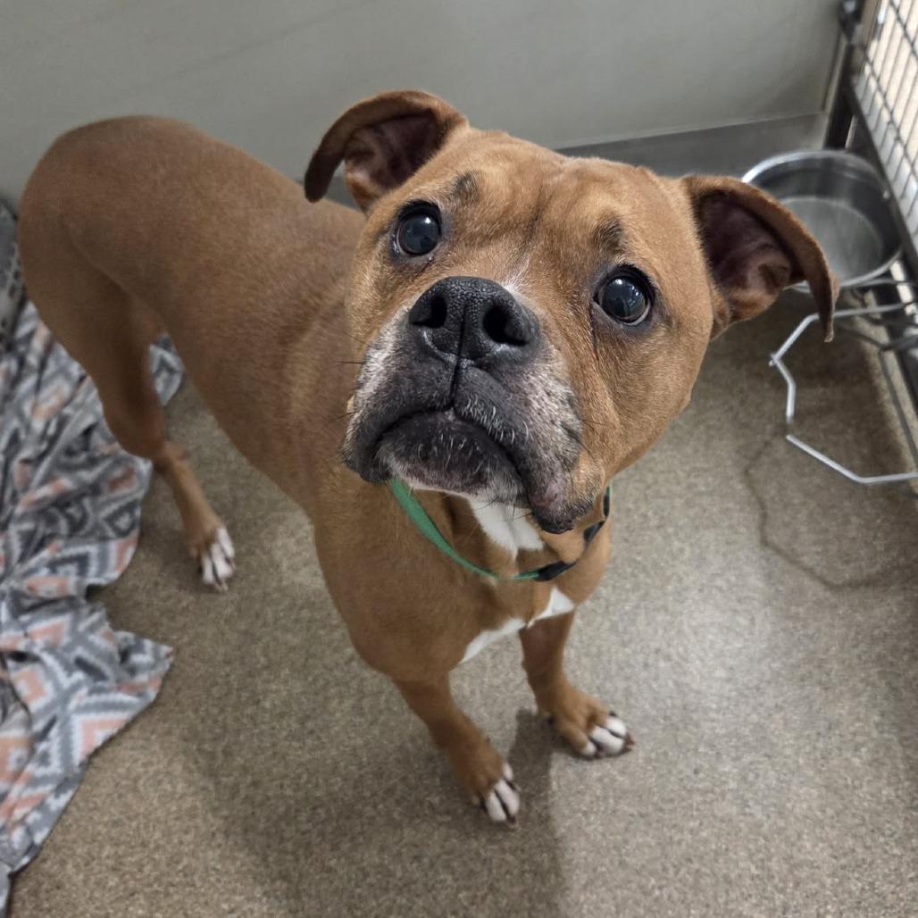 Enlarge Margo, a Adoptable Boxer in Ballston Spa, NY image 3/4