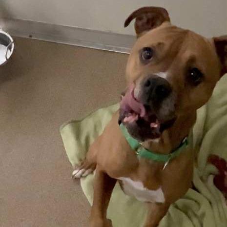 Enlarge Margo, a Adoptable Boxer in Ballston Spa, NY image 5/5