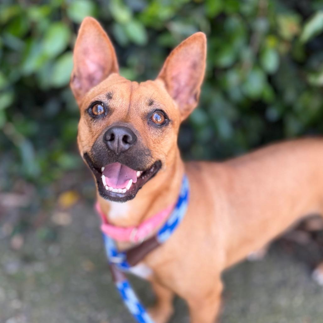 Rosie, Adoptable, Adult Female Chihuahua.