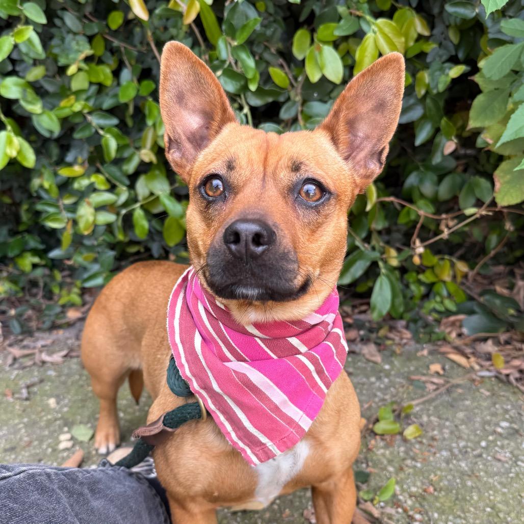 Rosie, Adoptable, Adult Female Chihuahua & Dachshund.