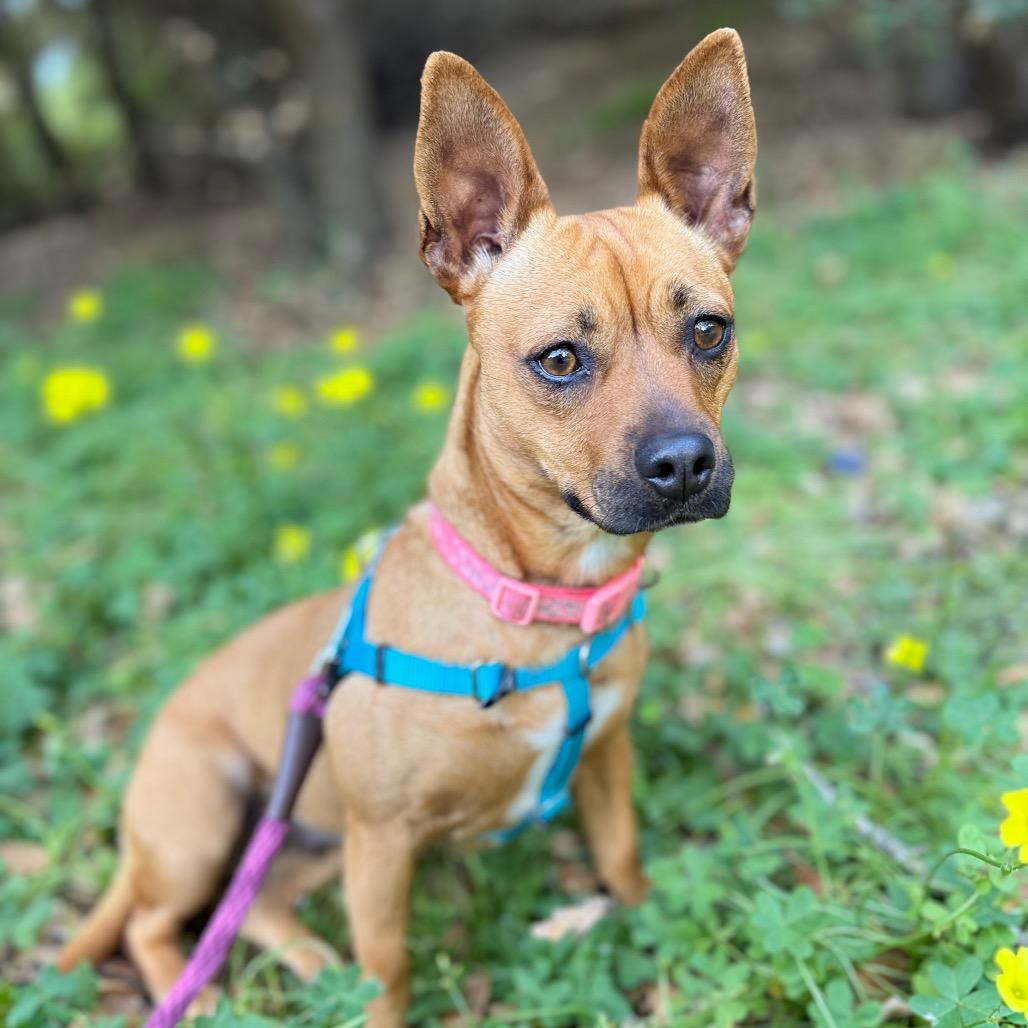 Enlarge Rosie, a Adoptable Chihuahua in Santa Barbara, CA image 3/6