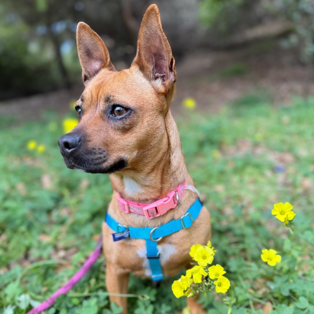 Enlarge Rosie, a Adoptable Chihuahua in Santa Barbara, CA image 4/6