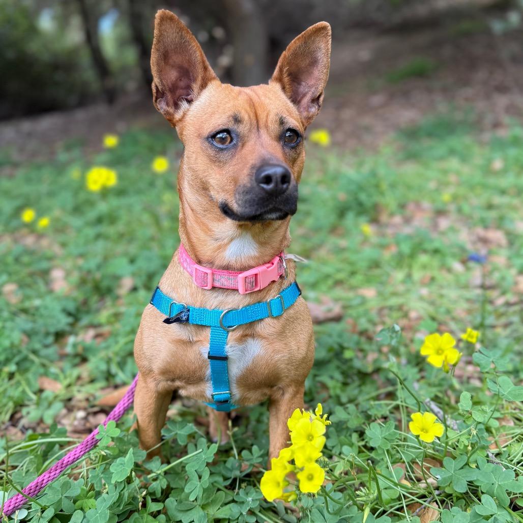 Enlarge Rosie, a Adoptable Chihuahua in Santa Barbara, CA image 5/6