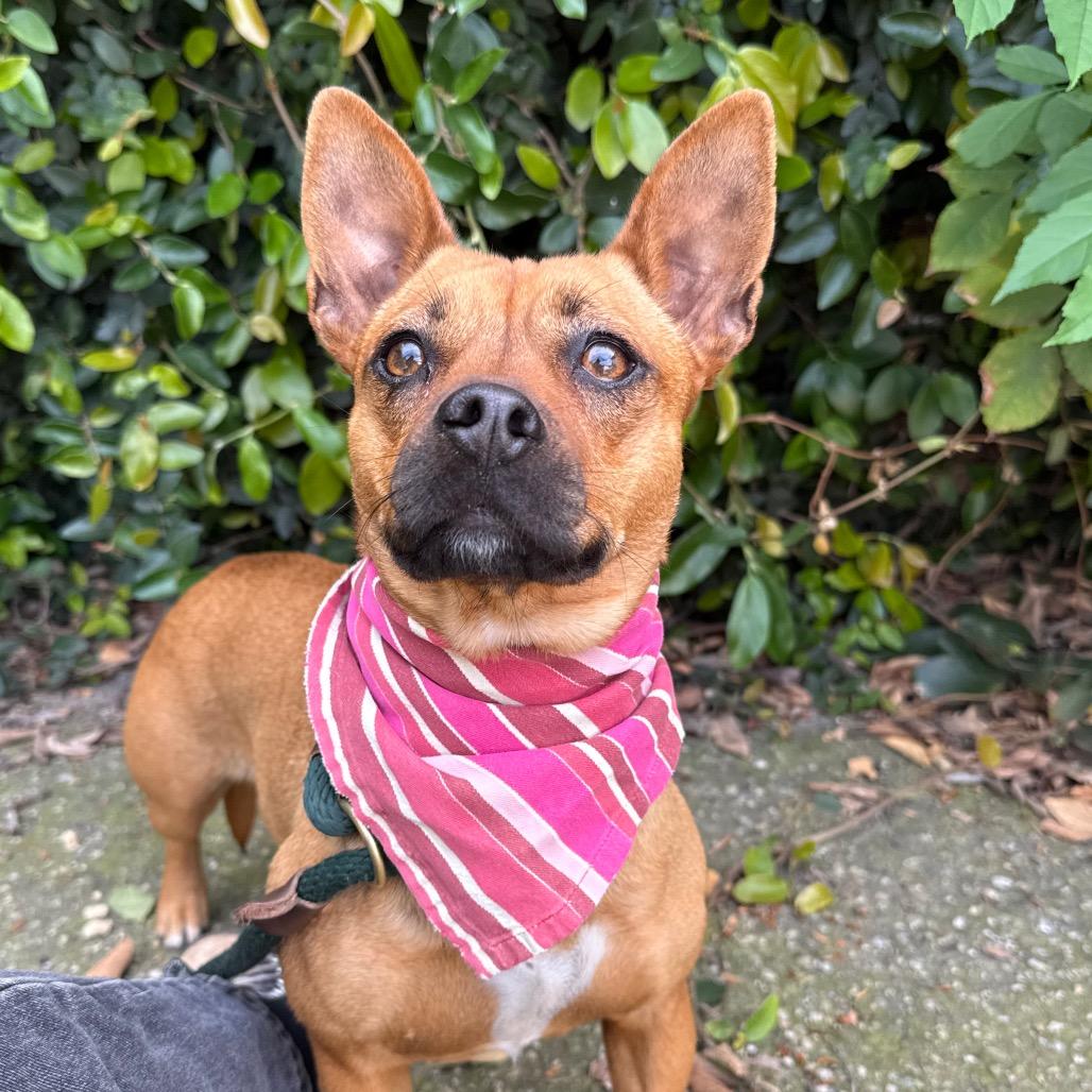 Enlarge Rosie, a Adoptable Chihuahua in Santa Barbara, CA image 6/6