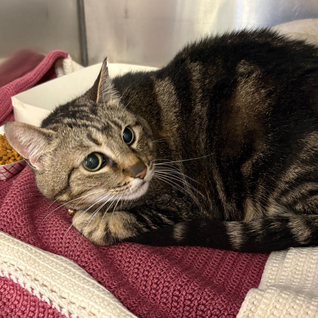 Enlarge Tiger Lilly, a Adoptable mixed breed in Royse City, TX image 1/1