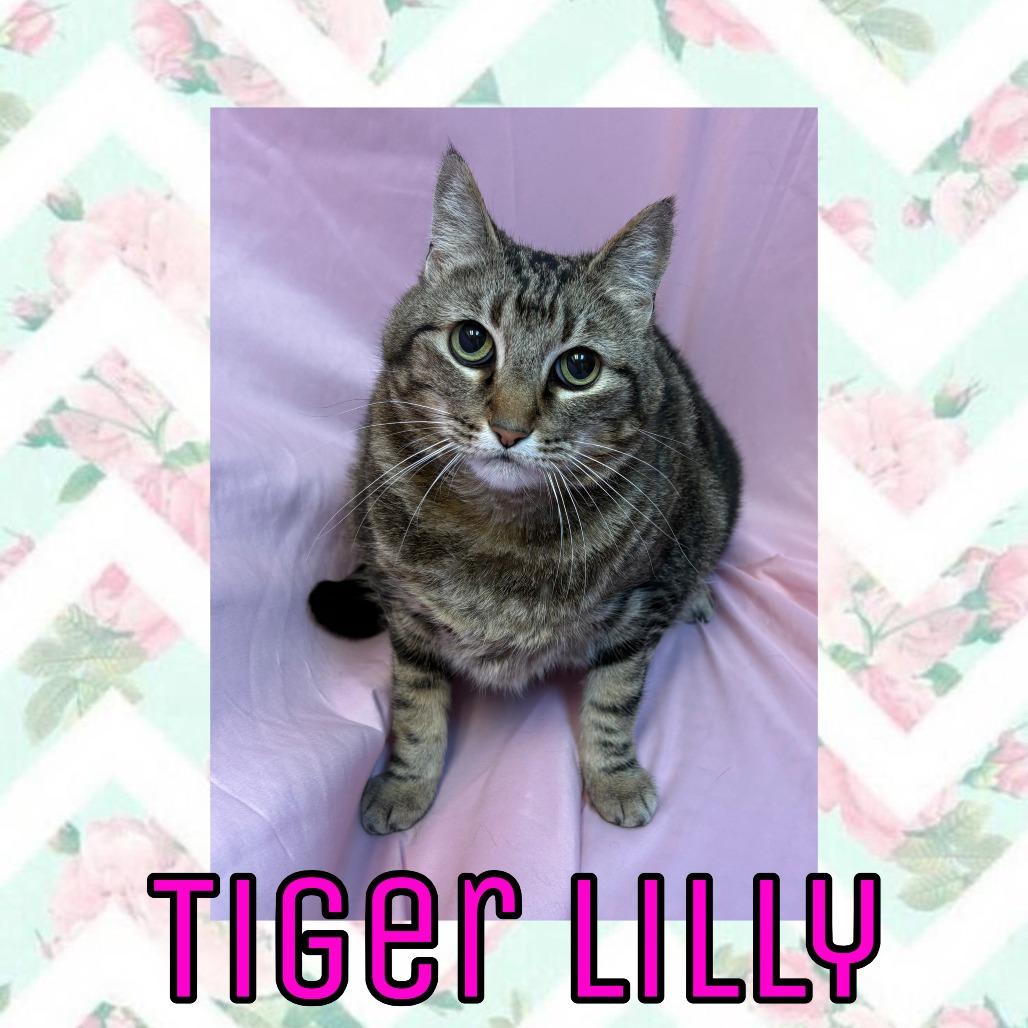 Tiger Lilly, Adoptable, Senior Female Domestic Short Hair & Domestic Short Hair.