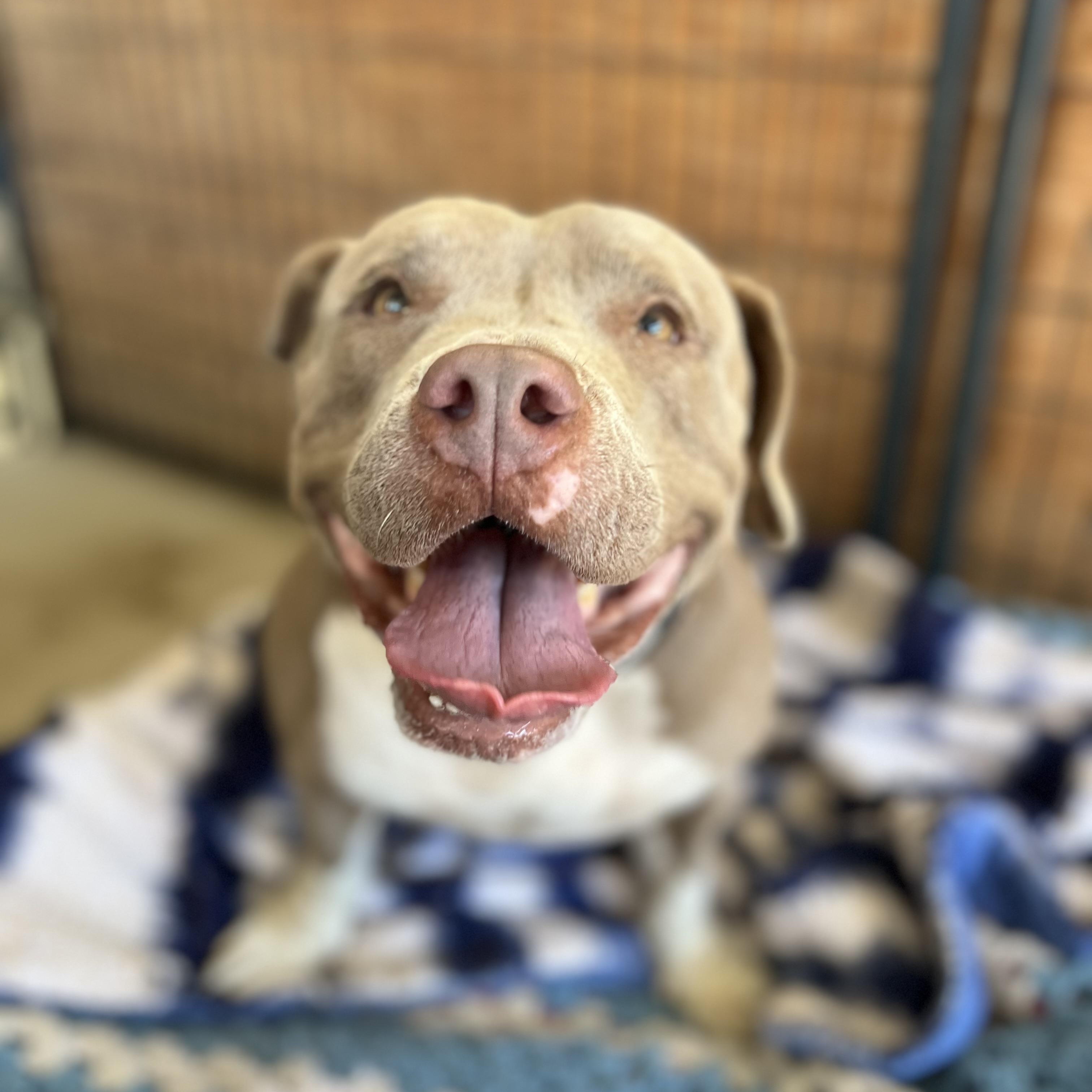 Layla, a Adoptable mixed breed in San Antonio, TX image 3/5